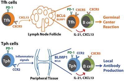 frontiers t cells that help b cells in chronically t cells and b cells